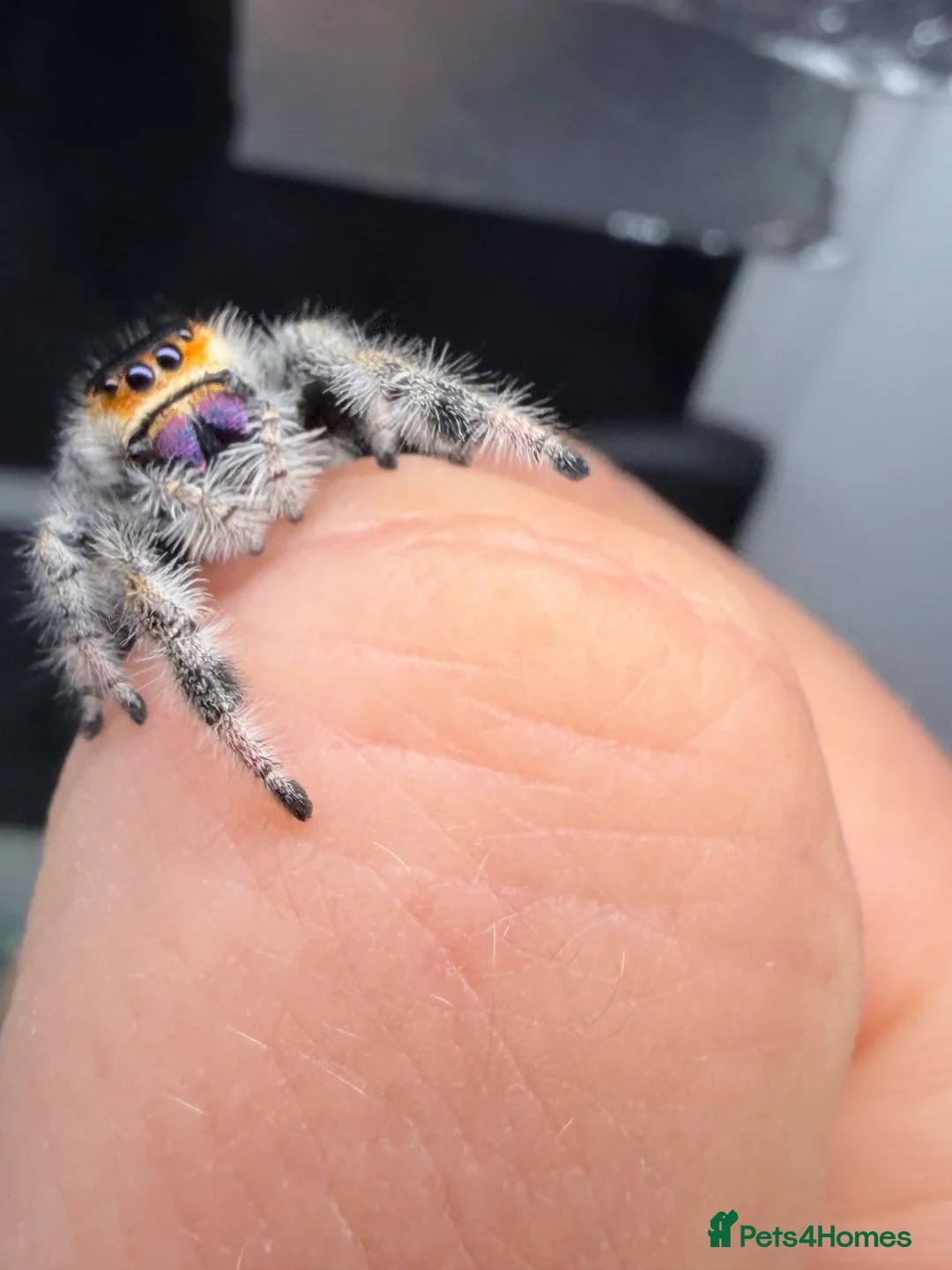 Spiders invertebrates for sale: Phidippus Regius-Soroa Wholesale x5 - Advert 1