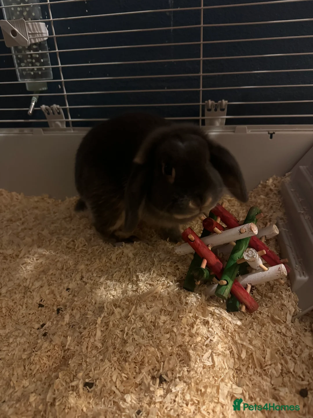 Mini Lop rabbits for sale: Rabbit 1 years old  - Advert 7