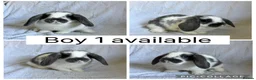 Mini Lop rabbits for sale: 3 beautiful baby mini lop boys READY NOW!  - Advert 2