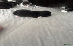 Mixed Breed cats for sale: Mixed breed kittens  - Image 5
