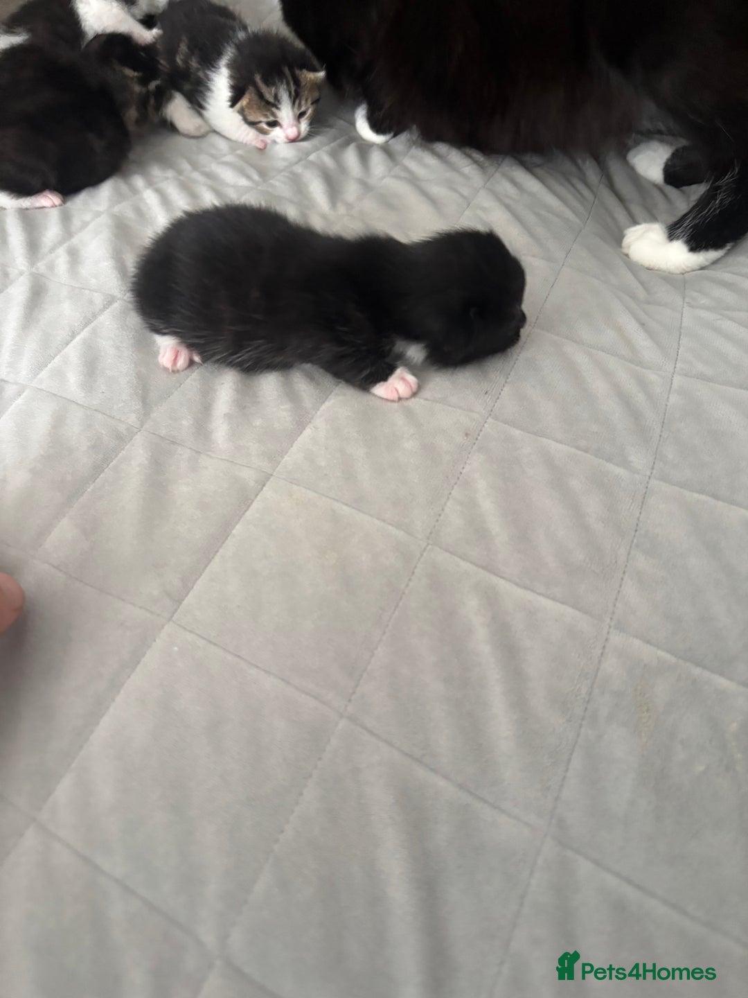 Mixed Breed cats for sale: Mixed breed kittens  - Image 5