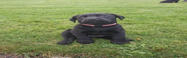 Labrador Retriever 2