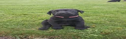 Labrador Retriever dogs for sale: Black Labrador Pups - Advert 5