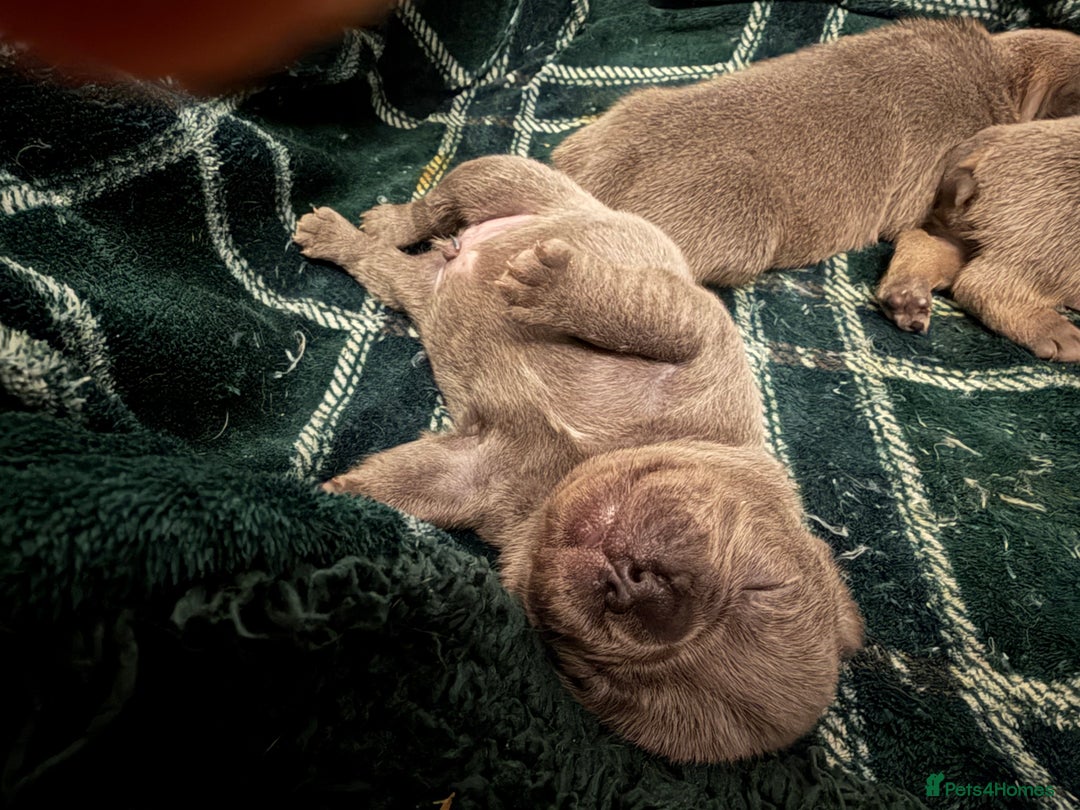 French Bulldog dogs for sale: 5 Beautiful French Bulldog Puppies - Advert 4