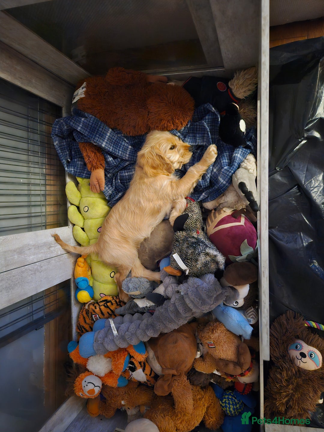 Cockapoo dogs for sale: Cockerpoo  - Image 7