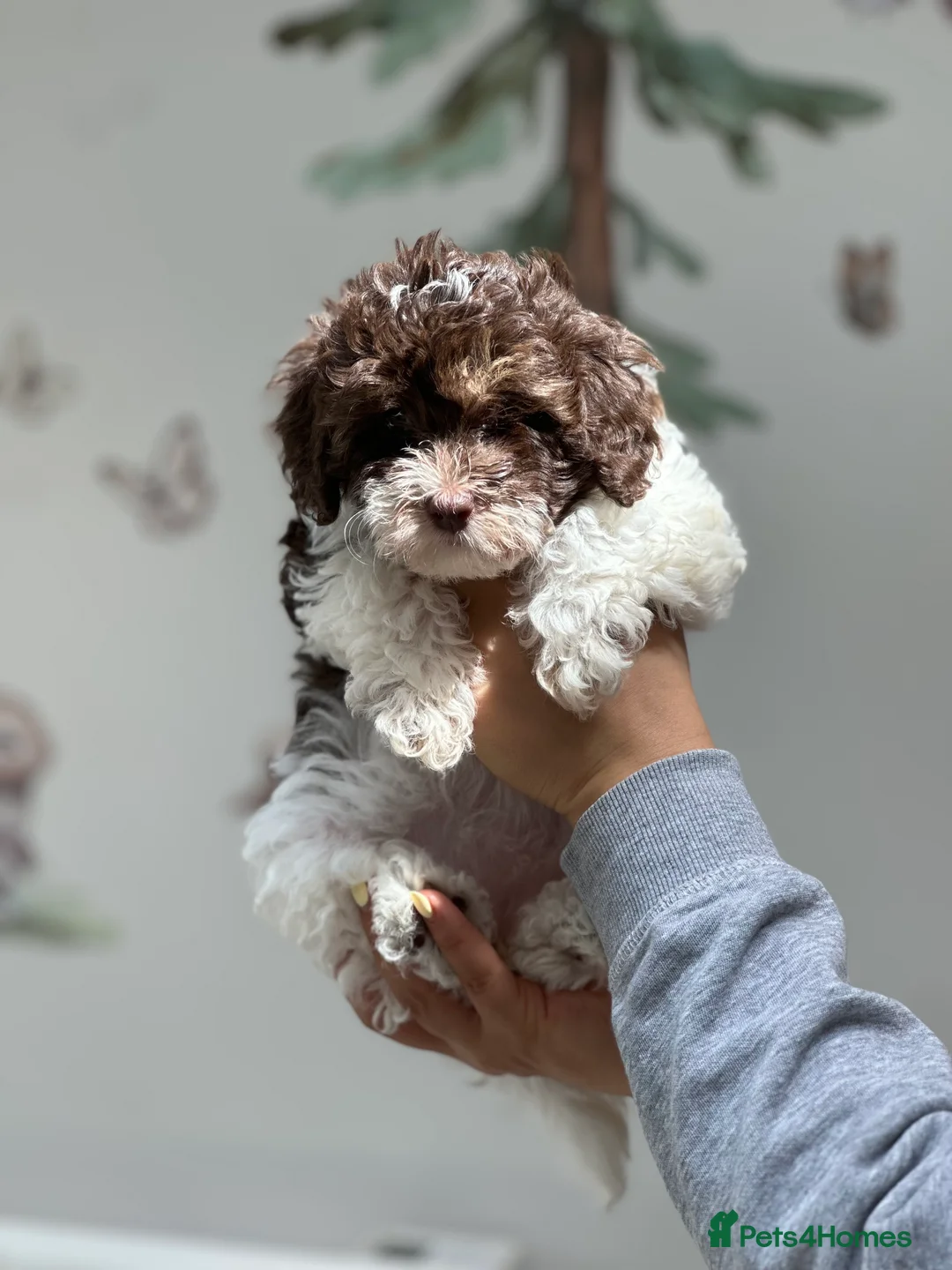 Cavapoo dogs for stud: Premium Cavapoo Chocolate Phantom Parti Stud  in Rickmansworth - Advert 30