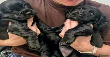 Cocker Spaniel dogs - Advert 2