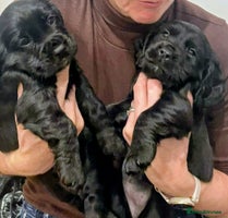 Cocker Spaniel dogs - Advert 2