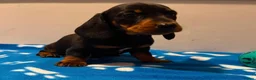 Miniature Dachshund dogs for sale: Pure miniature dachshund pups long and short coat  - Advert 7