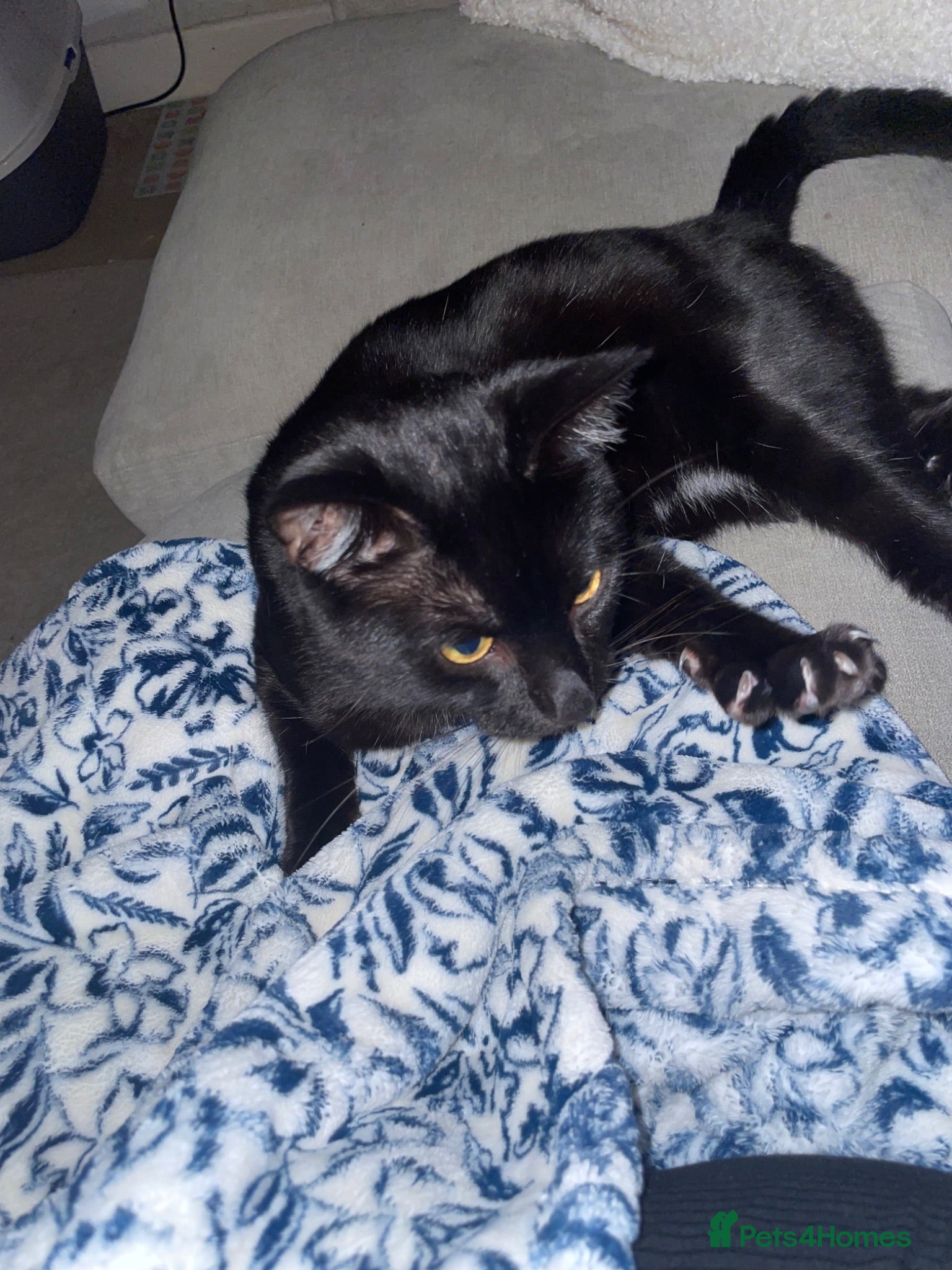 Mixed Breed cats Selling my cat Jasly  - Advert 2