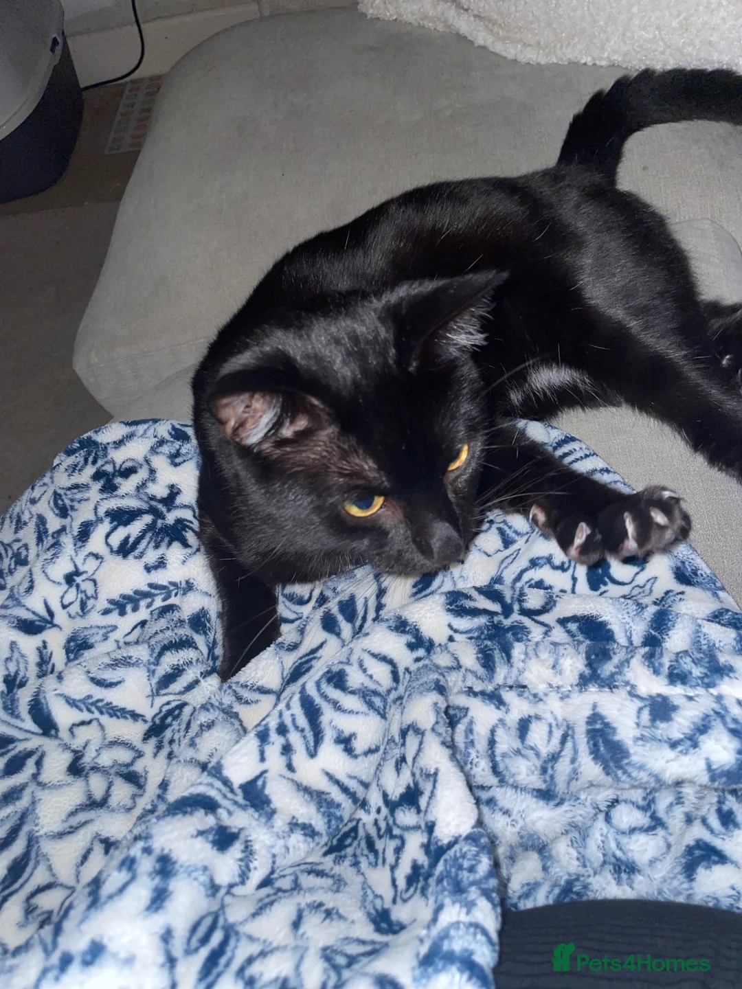Mixed Breed cats for sale: Selling my cat Jasly  - Advert 1