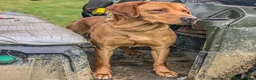 Labrador Retriever dogs for stud: Well proven FOX RED Labrador stud - Advert 8