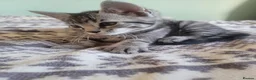 Mixed Breed cats for sale: Kittens for sale - Advert 36