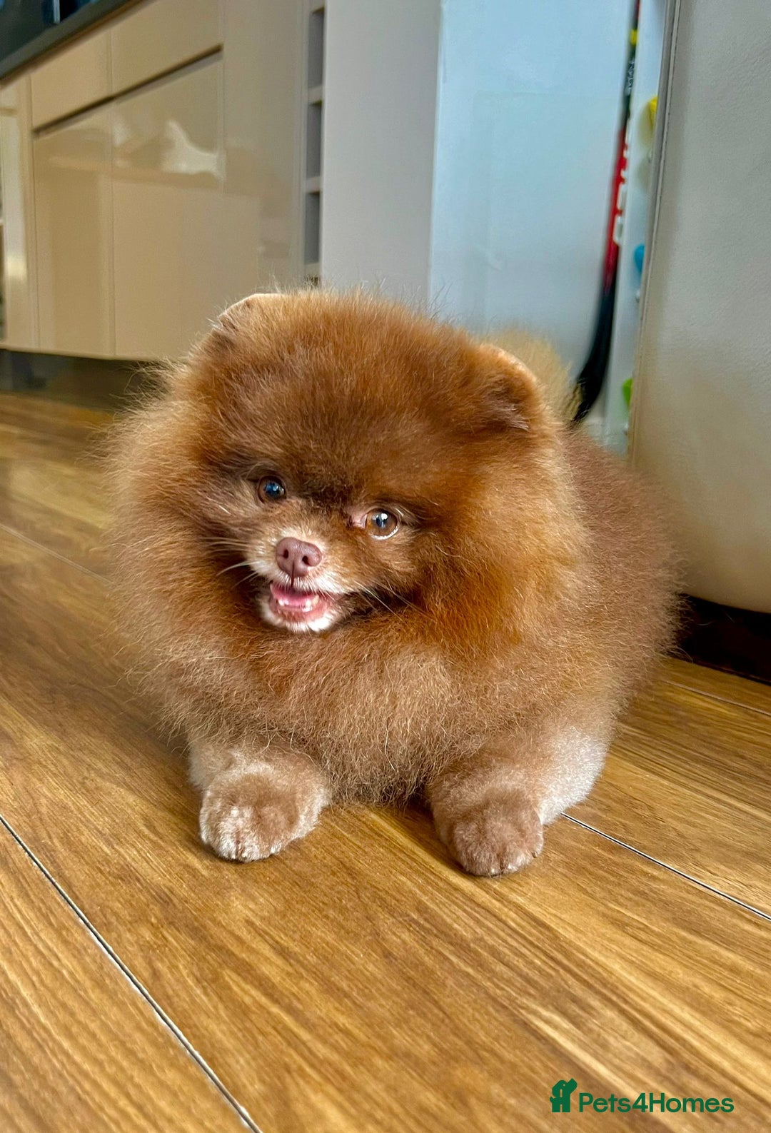 Pomeranian dogs for sale: Adorable mini Pomeranian ❤ - Advert 30