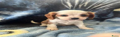 Cavalier King Charles Spaniel 2