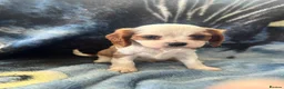 Cavalier King Charles Spaniel dogs for sale: Adorable King Charles pups - Advert 8