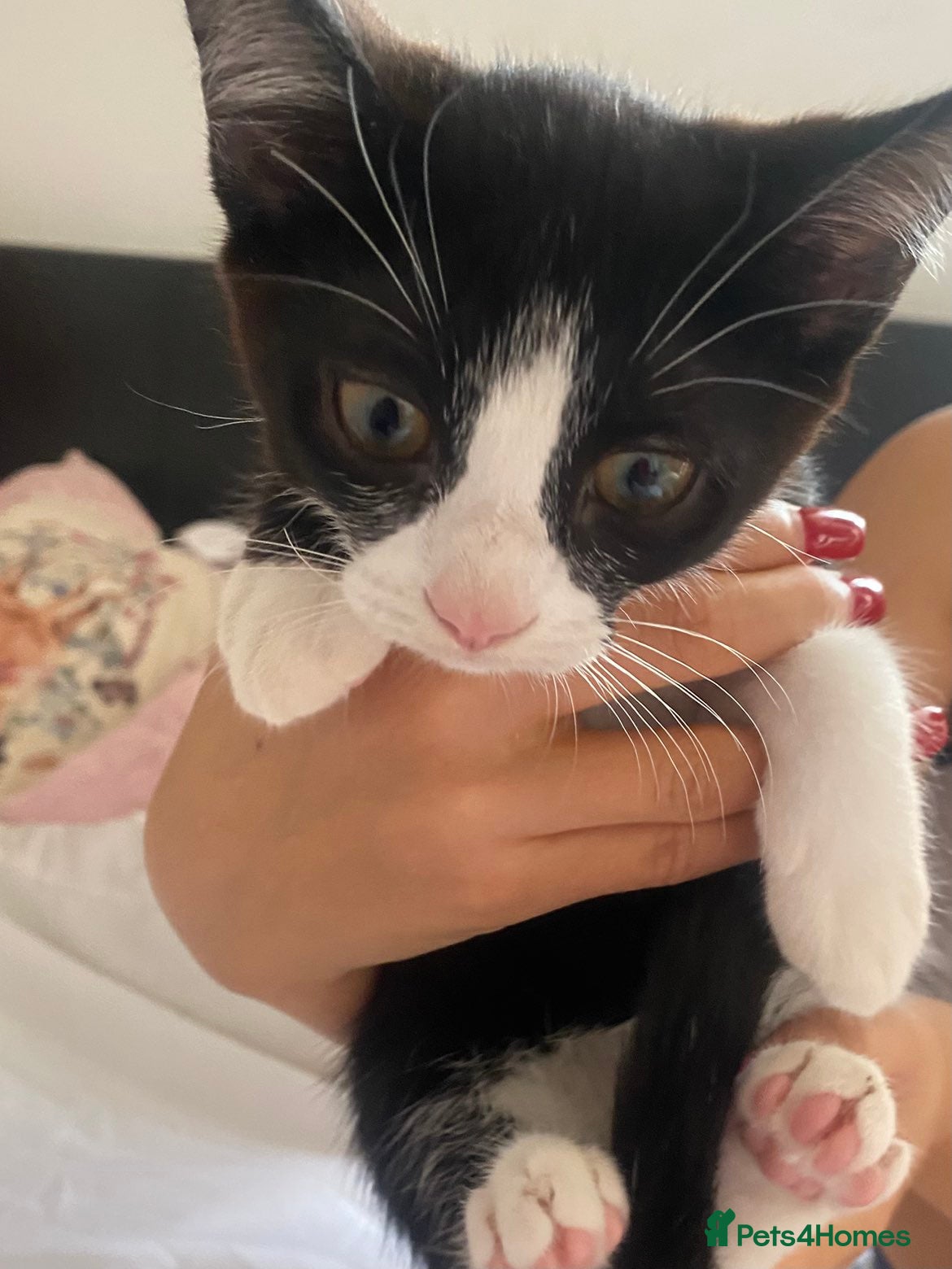 Mixed Breed cats for sale: 12 week old Female Kitten ready to go ASAP.  - Advert 2