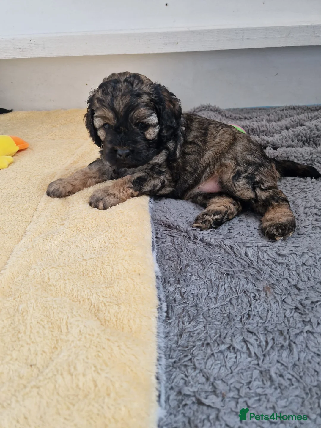 Cockapoo dogs for sale: Stunning American cockapoos in Wisbech - Advert 2