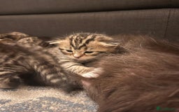 Mixed Breed cats for sale: 1/4 Persian, 1/4 Ragdoll kittens looking for home - Image 12