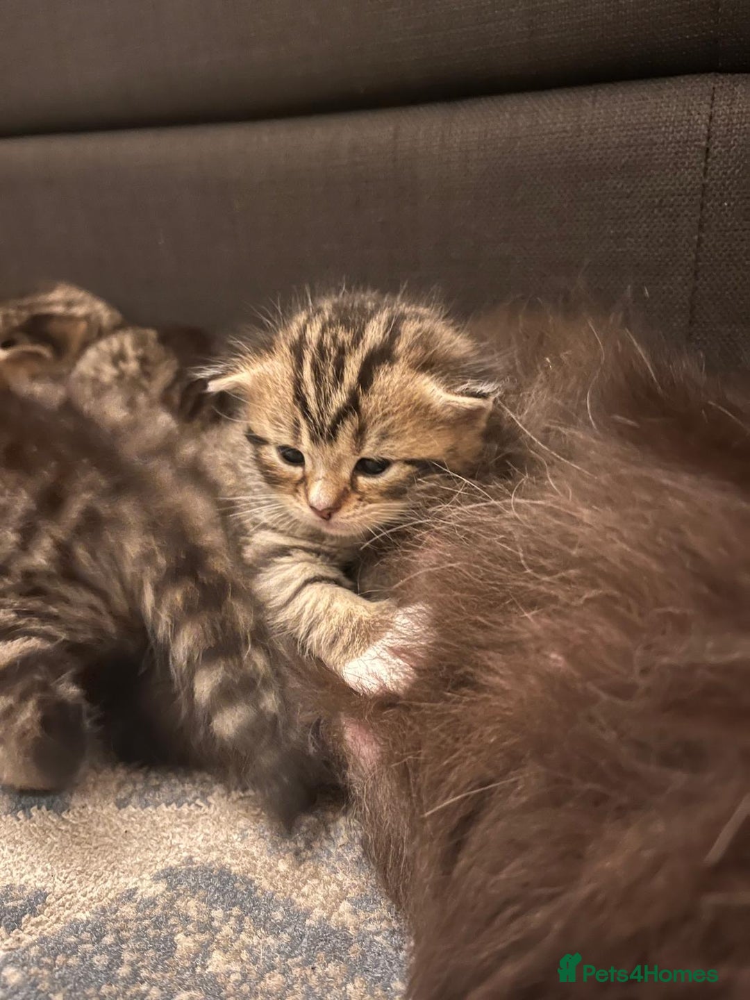 Mixed Breed cats for sale: 1/4 Persian, 1/4 Ragdoll kittens looking for home - Image 12