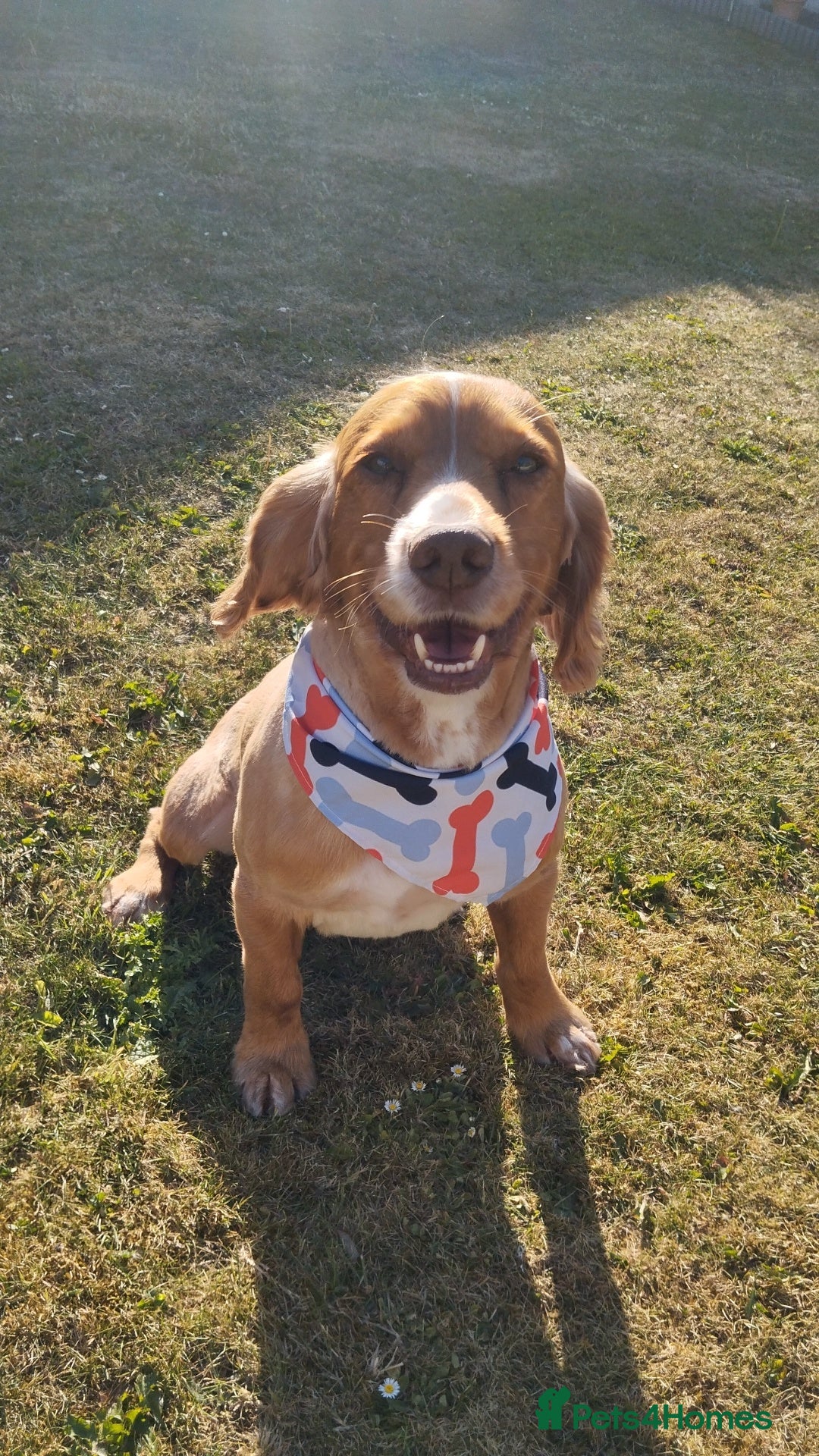 Cocker Spaniel dogs for stud: STUD working cocker (PROVEN) HEALTH TESTED! in Sutton-in-Ashfield - Advert 7