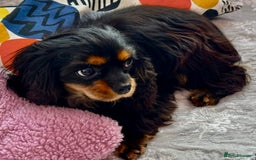 Cavalier King Charles Spaniel dogs for adoption: Button’s Story: From Despair to Love - Image 19