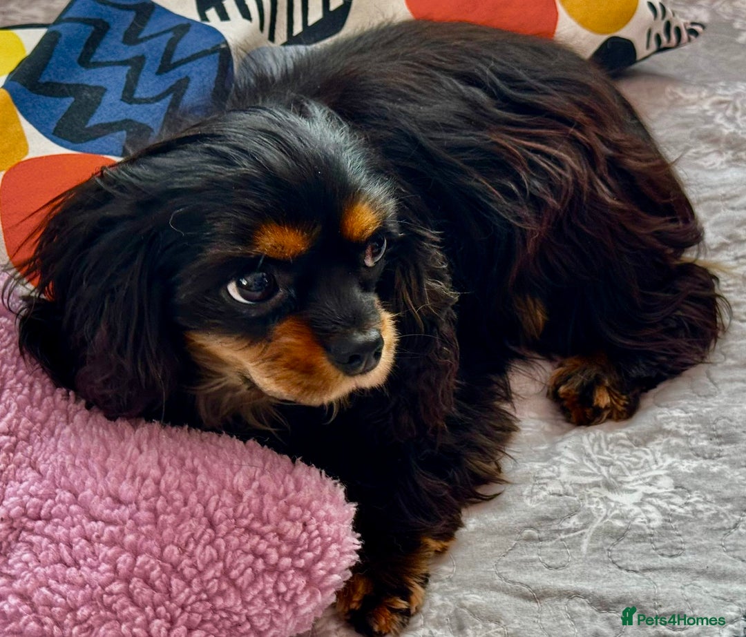 Cavalier King Charles Spaniel dogs for adoption: Button’s Story: From Despair to Love - Image 19