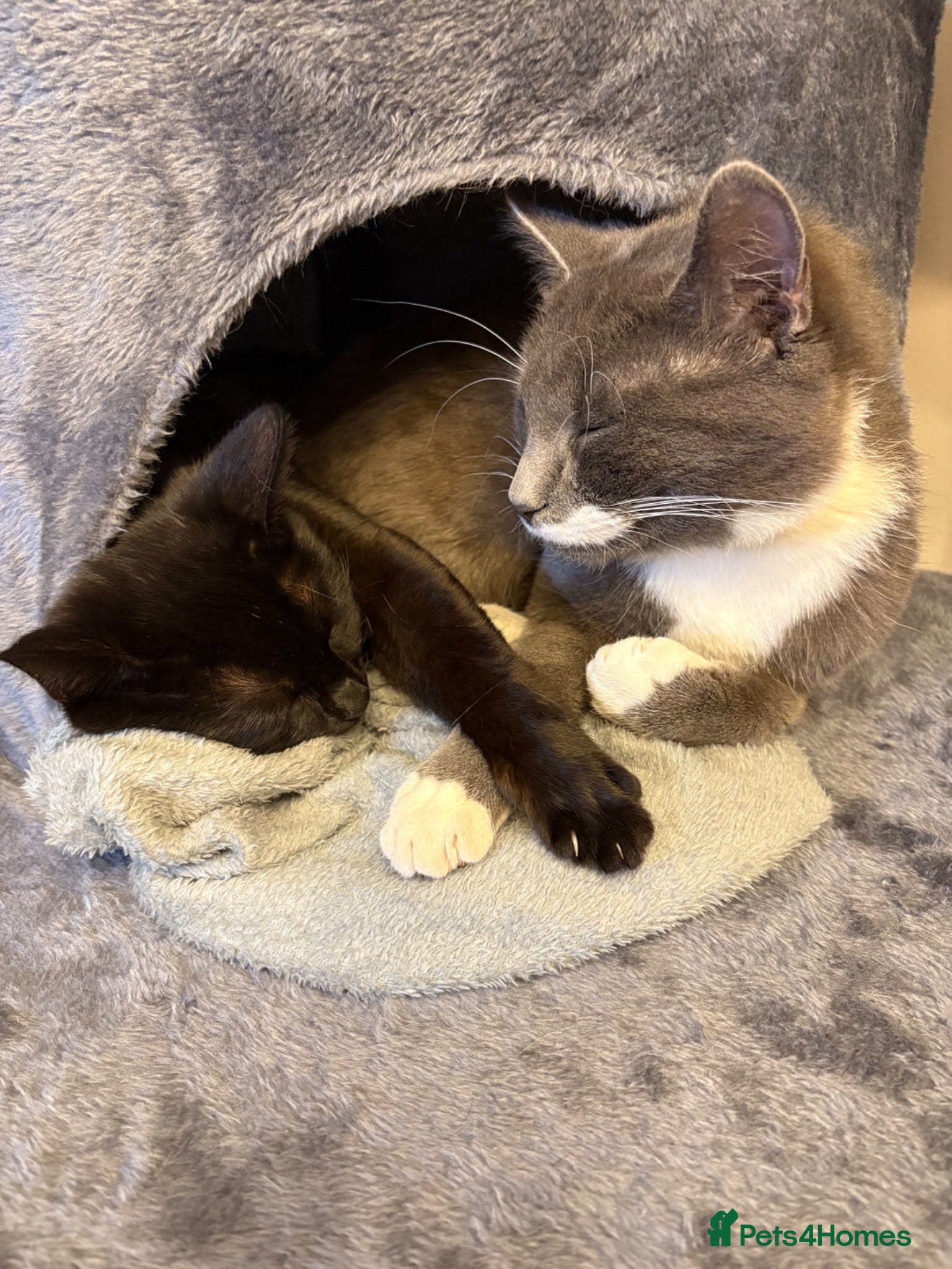 Mixed Breed cats British shorthair blue (dad) mixed breed kittens  - Advert 1