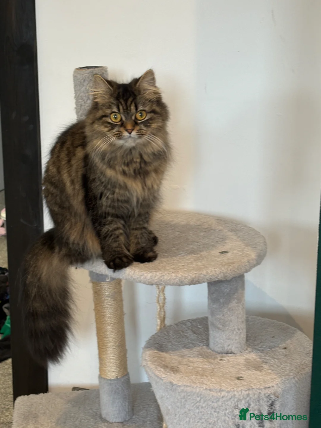 Persian cats for sale: Persian Female  - Advert 2