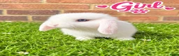 Mini Lop rabbits for sale: 🐰 Beautiful mini lops for sale 🐰 - Advert 6