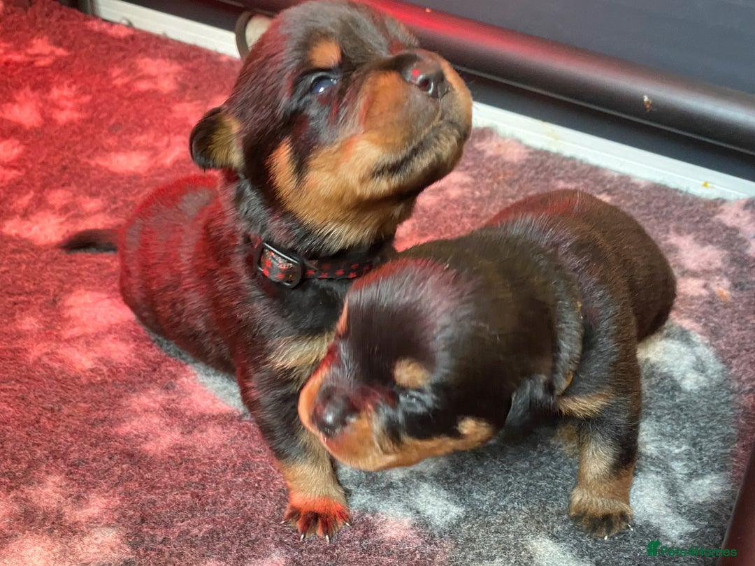 Rottweiler dogs for sale: Hulk and Ruby Rottweiler puppies  - Advert 15