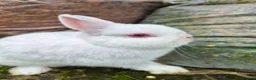 Netherland Dwarf rabbits for sale: 3 young Netherland dwarf rabbits for sale £50 in Manchester - Advert 7