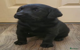 Labrador Retriever dogs for sale: KC Reg Fully Health Tested Black Labrador Puppies - Image 24