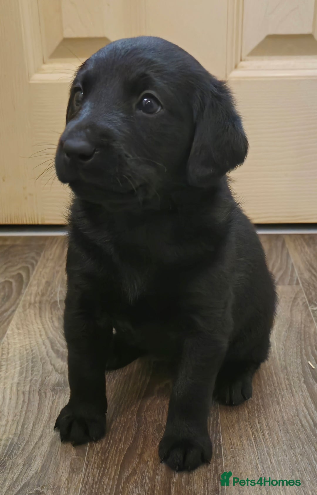 Labrador Retriever dogs for sale: KC Reg Fully Health Tested Black Labrador Puppies - Image 24