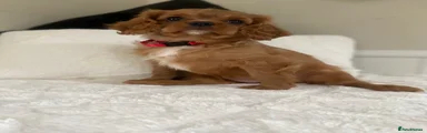 Cavalier King Charles Spaniel 6
