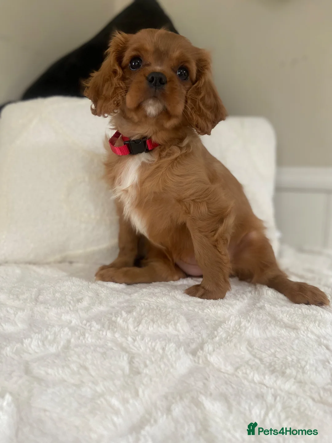 Cavalier King Charles Spaniel dogs for sale: Beautiful Cavalier King Charles  - Advert 1
