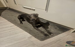 Whippet dogs for stud: Proven KC registered blue whippet for stud in Doncaster - Image 9