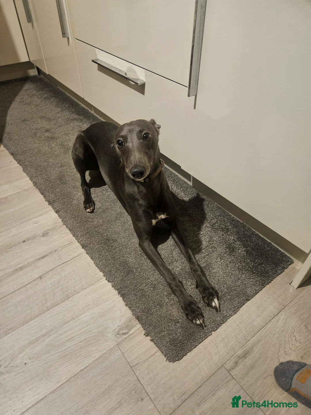 Whippet dogs for stud: Proven KC registered blue whippet for stud in Doncaster - Advert 11