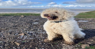 Labradoodle dogs - Advert 13
