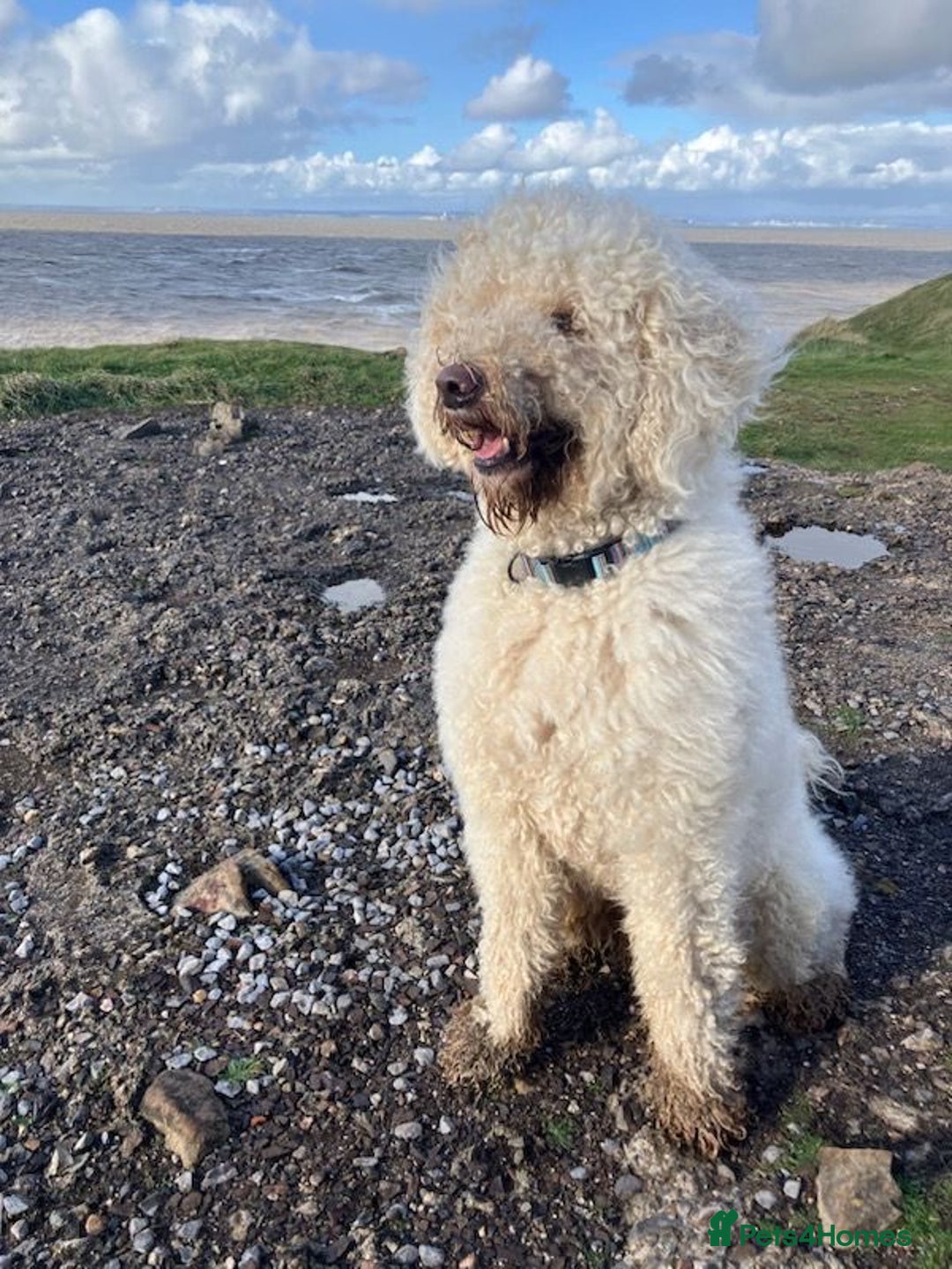 Labradoodle dogs for sale: Labradoodle Puppies 10 weeks 14 Nov 25 - Image 2