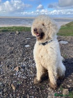 Labradoodle dogs - Advert 3