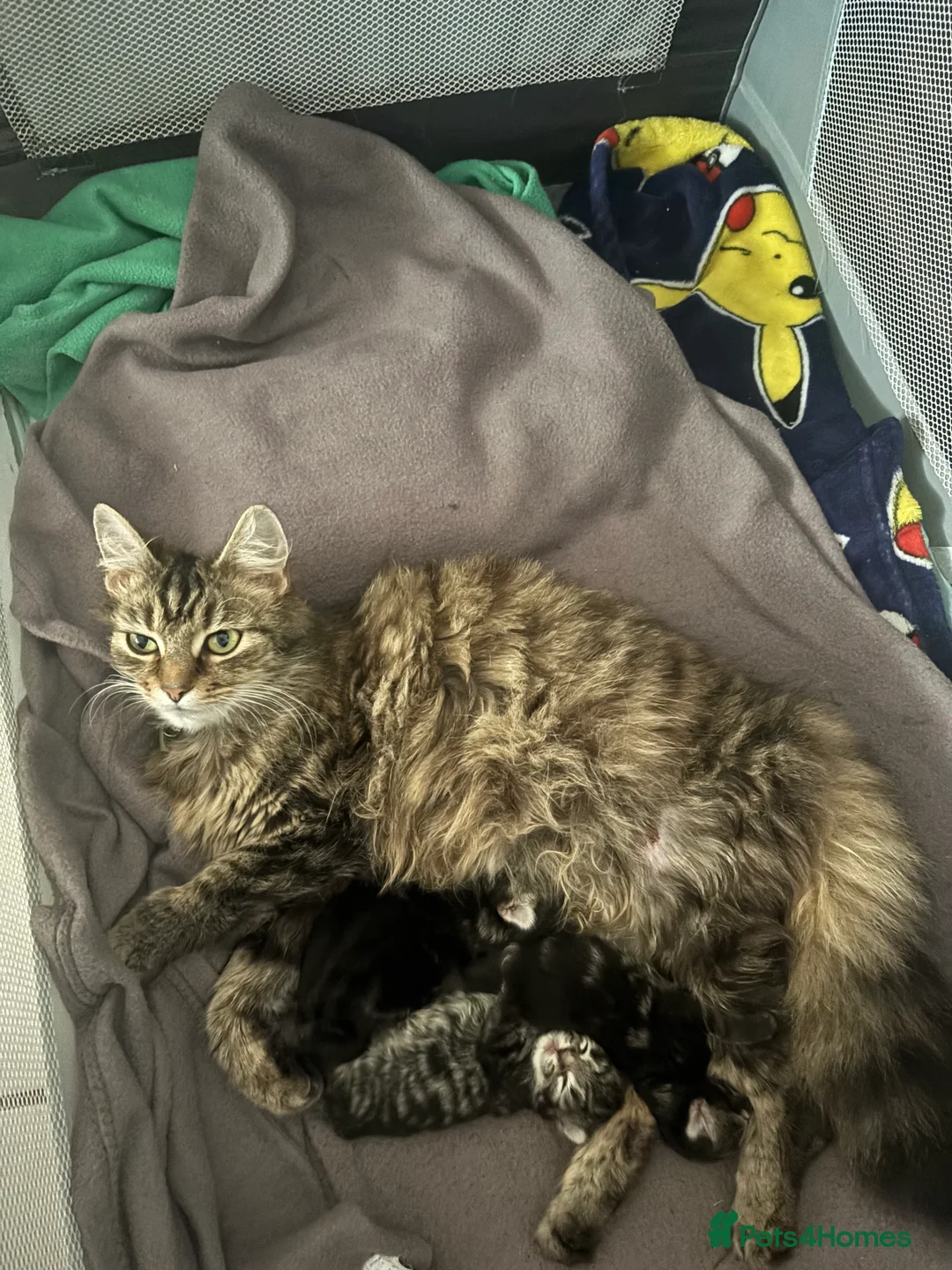 British Longhair cats for sale: Beautiful longhair tabby kittens - Advert 2