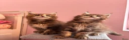 Maine Coon cats for sale: ✨5 Gorgouse GCCF Pure bred MaineCoon Kittens.  - Advert 23