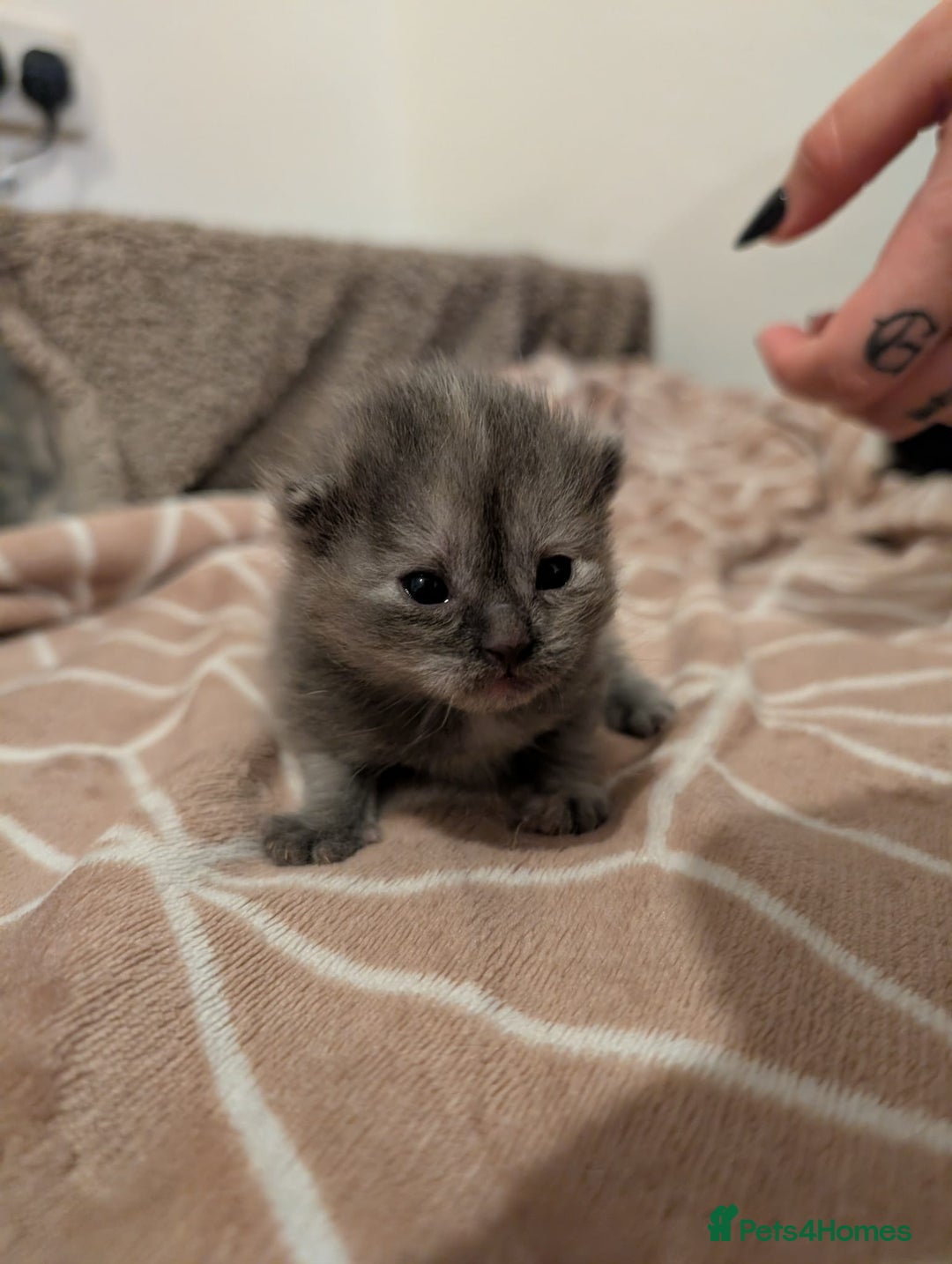 Ragdoll cats for sale: 3 Ragdoll cross kittens for sale  - Advert 4