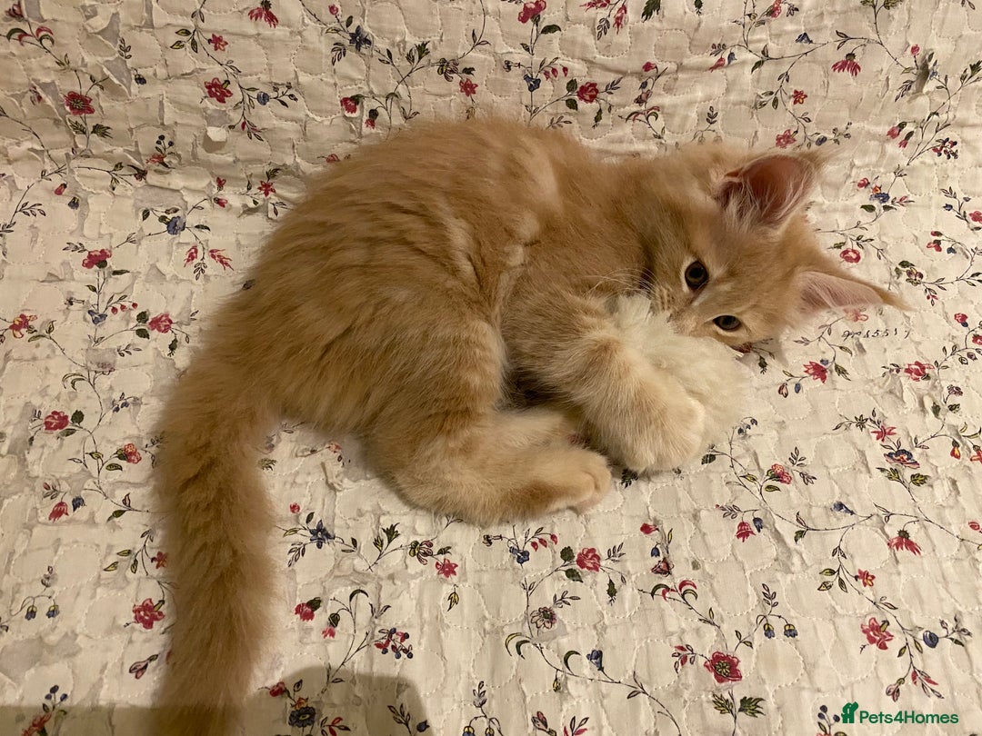 Maine Coon cats for sale: Maine coon kittens Russian/big - Advert 16