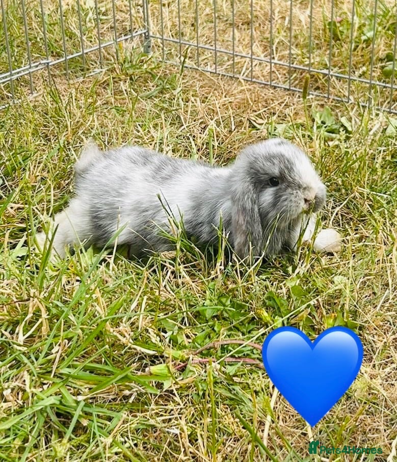 Mixed Breed rabbits 1 marble lop left  - Advert 12