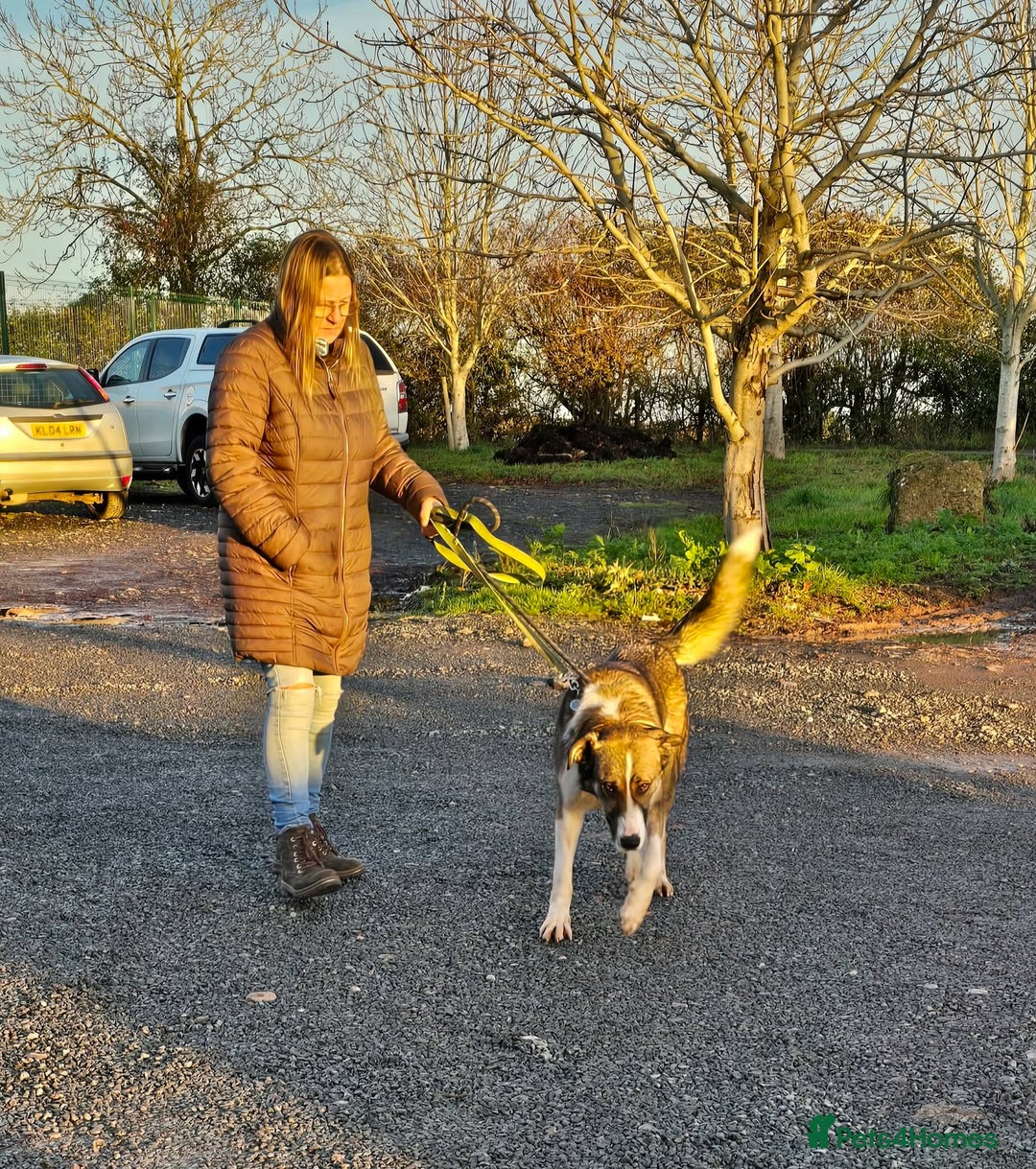 Mixed Breed dogs for adoption: BLANCA - Advert 1