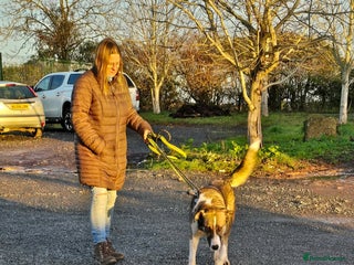 Mixed Breed dogs BLANCA - Advert 1