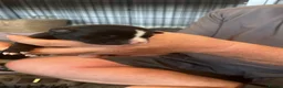 Mixed Breed dogs for sale: Staff x presa Canario pups - Advert 3