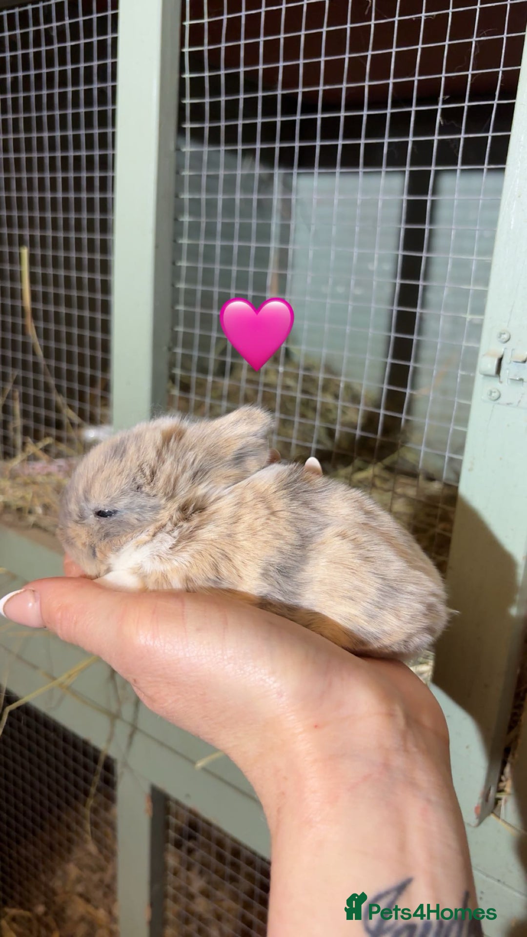 Mini Lop rabbits for sale: Beautiful colour mini lop rabbits  - Advert 2